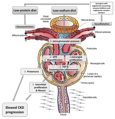 Optimizing Diet to Slow CKD Progression